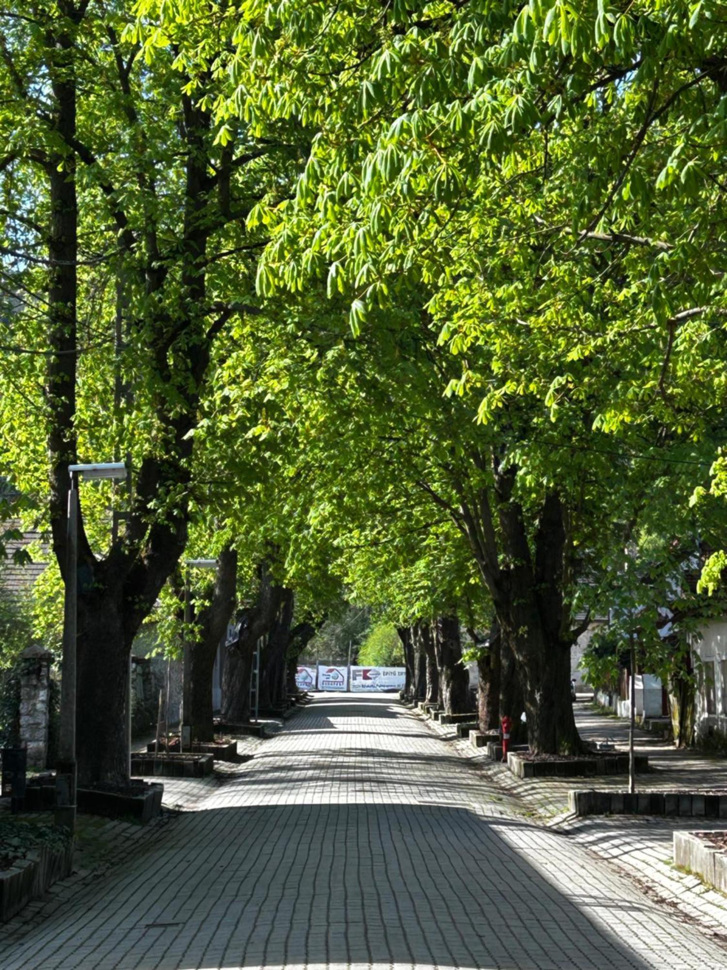 Magnolia Garden Διαμέρισμα Μίσκολτς Εξωτερικό φωτογραφία
