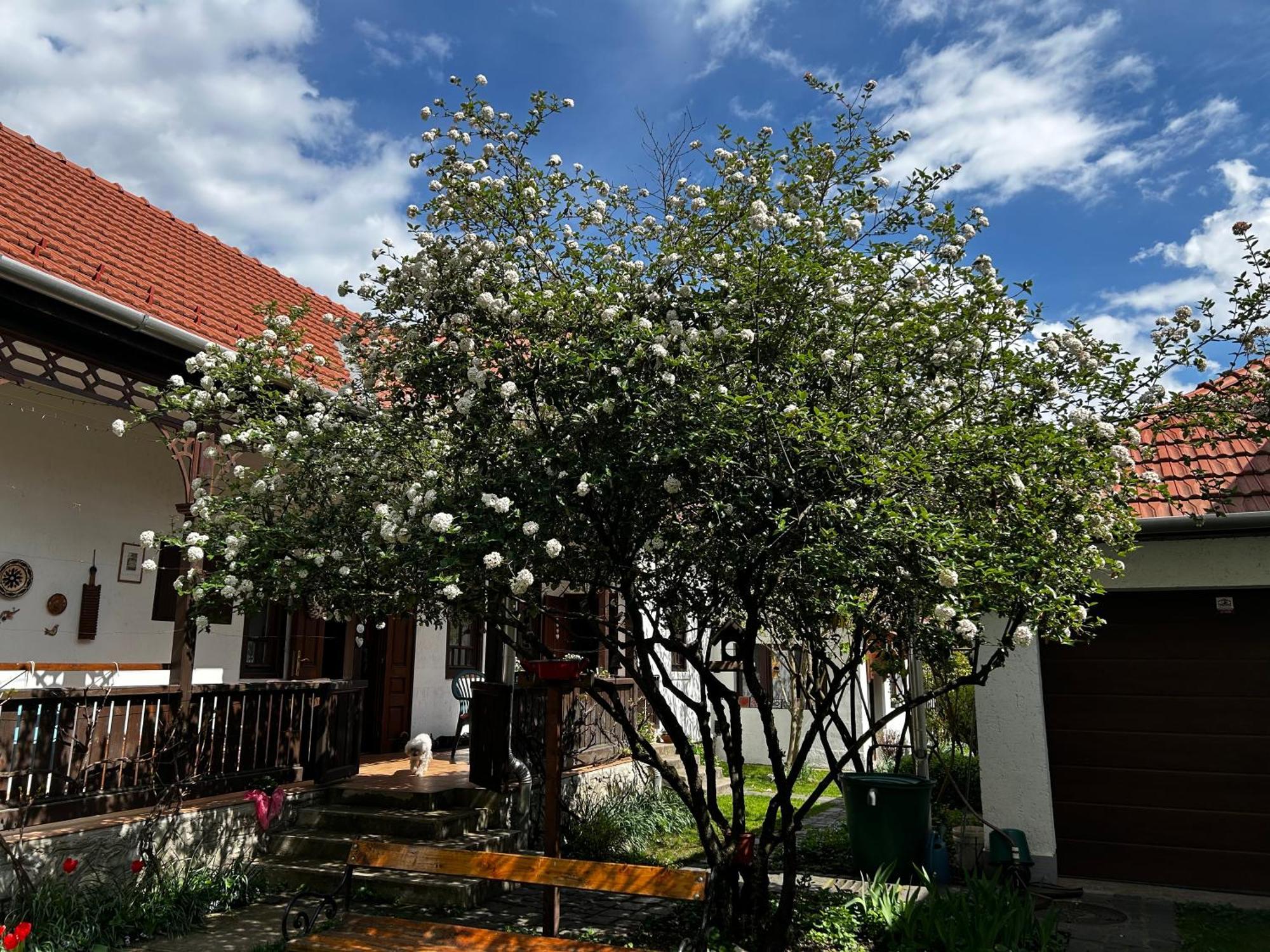 Magnolia Garden Διαμέρισμα Μίσκολτς Εξωτερικό φωτογραφία